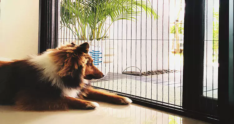 Sliding Screen Pet Door Repair in North Miami Beach, FL