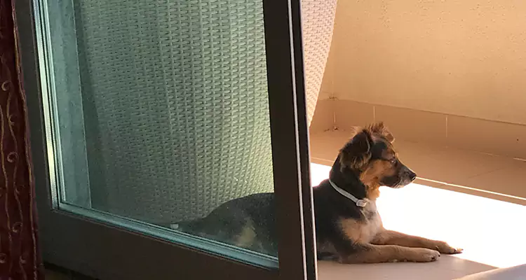 French Door Pet Screen Repair in North Miami Beach, FL